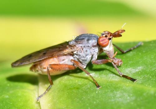 Réf. 277 959 : Elgiva cucularia